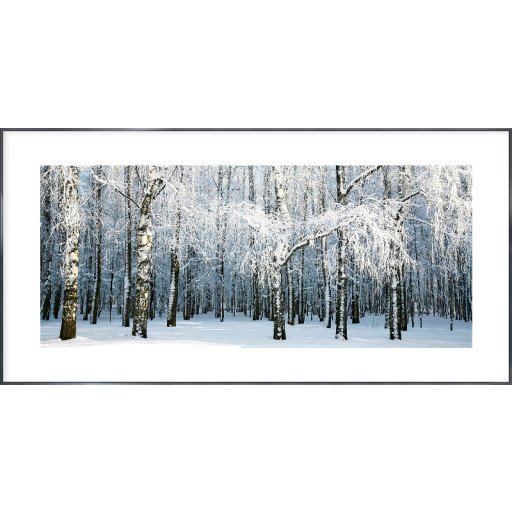 Nielsen Gerahmtes Bild „Birkenwald Schnee“ 100,0 x 50,0 cm