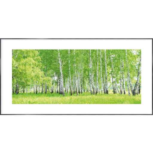 Nielsen Gerahmtes Bild „Birkenwald“ 100,0 x 50,0 cm