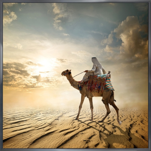 Nielsen Gerahmtes Bild „Kamel Wüste“ 30,0 x 30,0 cm