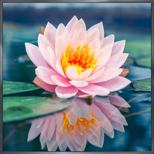 Nielsen Gerahmtes Bild „Wasser Blume“ 30,0 x 30,0 cm