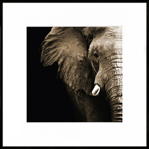 Nielsen Gerahmtes Bild „Elefant“ 50,0 x 50,0 cm