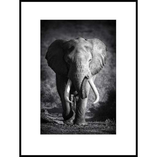 Nielsen Gerahmtes Bild „Elefant Schwarz & Weiß“ 60,0 x 80,0 cm