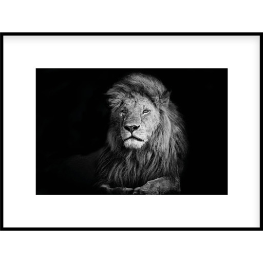 Nielsen Gerahmtes Bild „Lion Black & White“ 80,0 x 60,0 cm