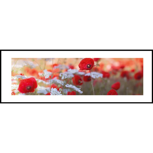 Nielsen Gerahmtes Bild „Mohn“ 95,0 x 33,0 cm