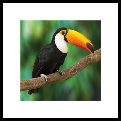 Nielsen Gerahmtes Bild „Toucan“ 50,0 x 50,0 cm