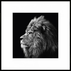 Nielsen Gerahmtes Bild „Löwe mit Mähne“ 50,0 x 50,0 cm
