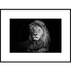 Nielsen Gerahmtes Bild „Lion Black & White“ 80,0 x 60,0 cm