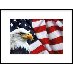 Nielsen Gerahmtes Bild „Adler USA“ 80,0 x 60,0 cm