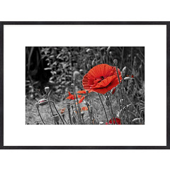 Nielsen Gerahmtes Bild „Mohnblüte“ 80,0 x 60,0 cm